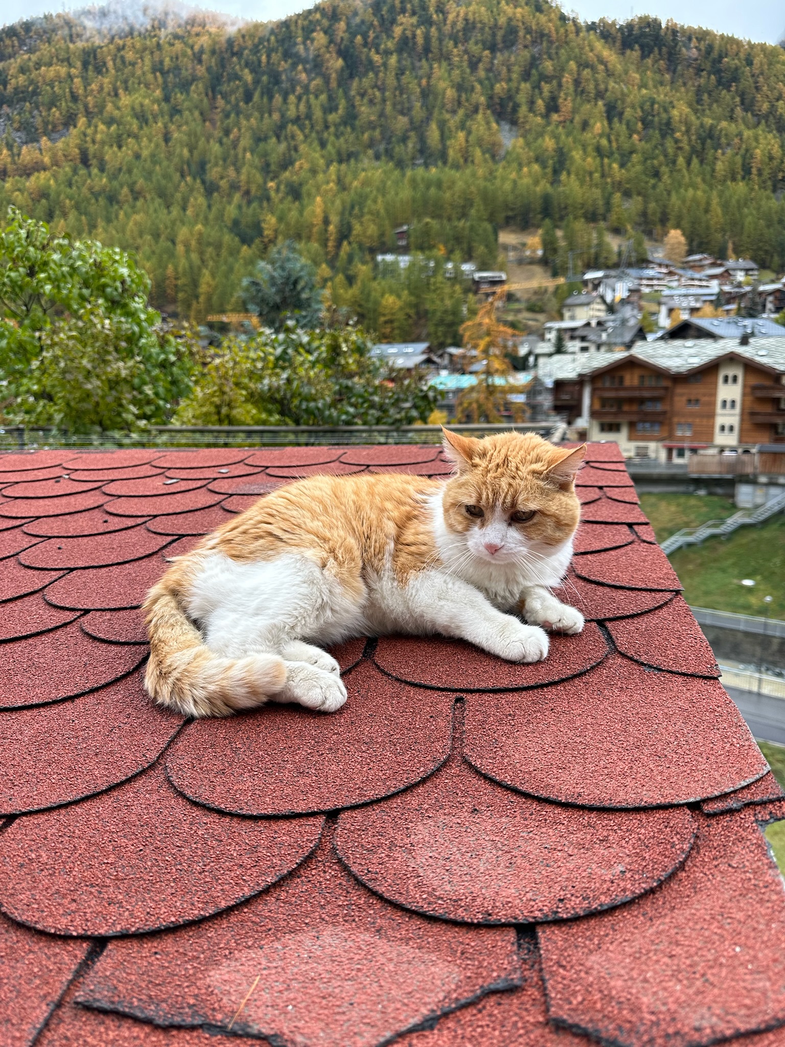 Cat on roof in Zermatt